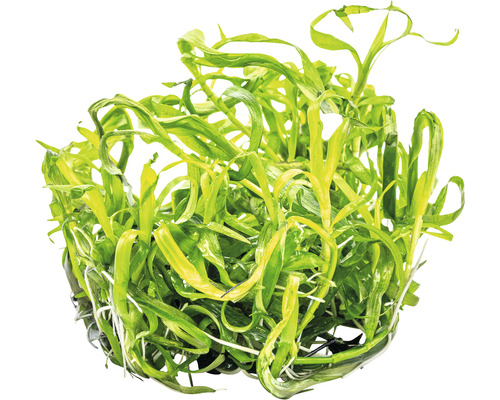 Aquariumplant met lange bladeren