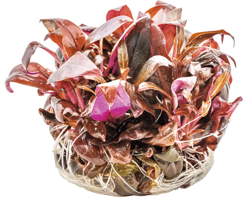 Waterplant met rode bladeren