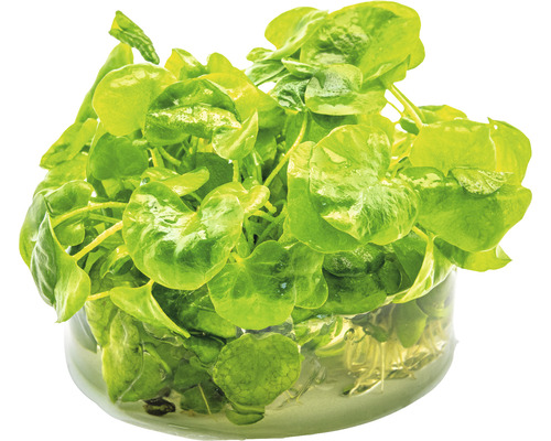 Tuinkers in een glas water