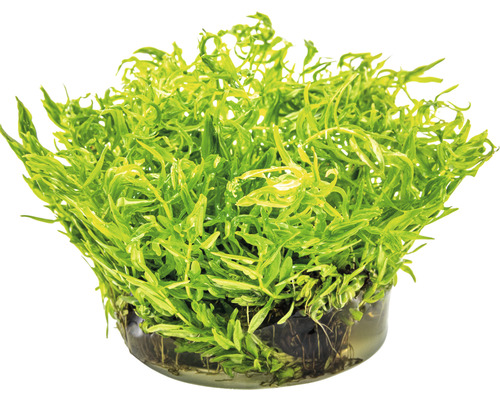 Aquariumplant in pot