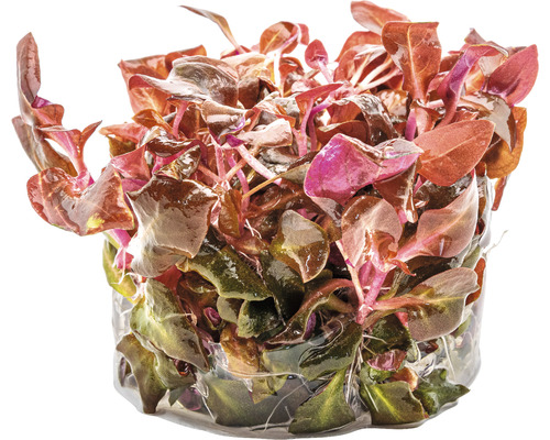 Ludwigia repens ''Rubin'' in pot voor aquaria