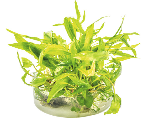 Aquariumplant in glazen schaal