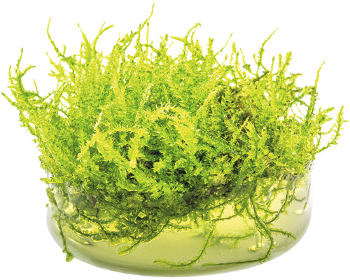 Aquariummos in container