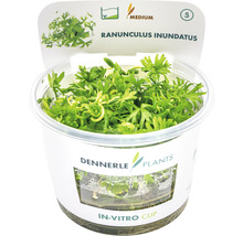 Dennerle Plants Ranunculus inundatus in in-vitro cup, een waterplant voor aquaria