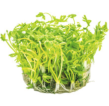 Waterplant met groene bladeren en wortels