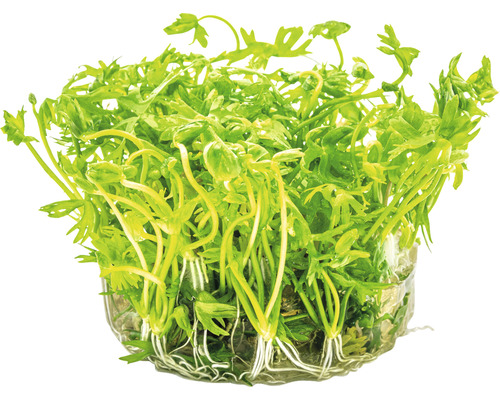 Waterplant met groene bladeren en wortels