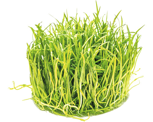 Bos groene aquariumplant