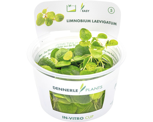 DENNERLE Waterplant Kikkerbeet - Limnobium In-Vitro