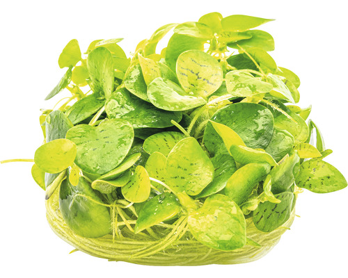 Aquariumplant op een voedingsbodem