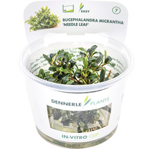 Bucephalandra Micrantha Needle Leaf In Vitro beker