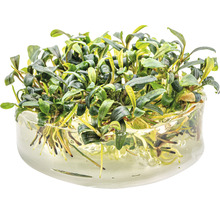 Bucephalandra waterkelk in pot