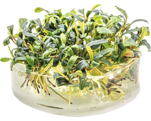 Bucephalandra waterkelk in pot