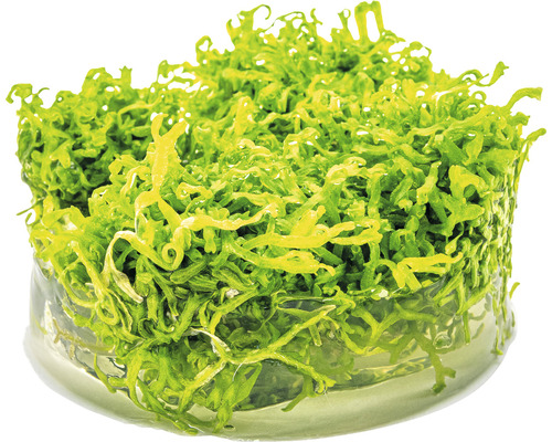 Aquariumplant in een bak