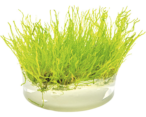 Aquariummos in glazen pot