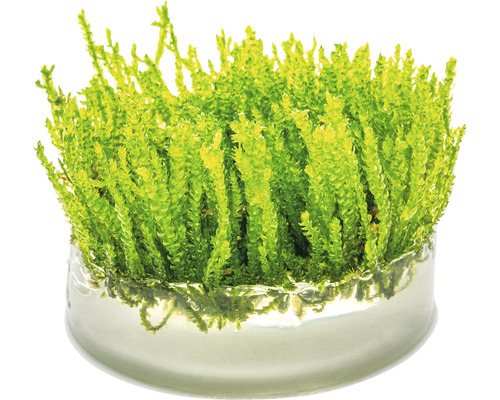 Mosvaren in glazen schaal