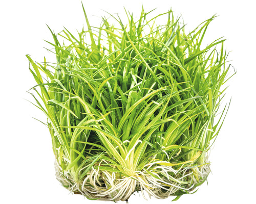 Aquariumplant graspol