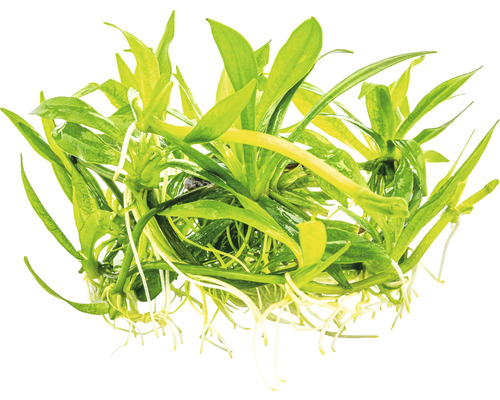 Aquariumplant met groene bladeren en witte wortels.