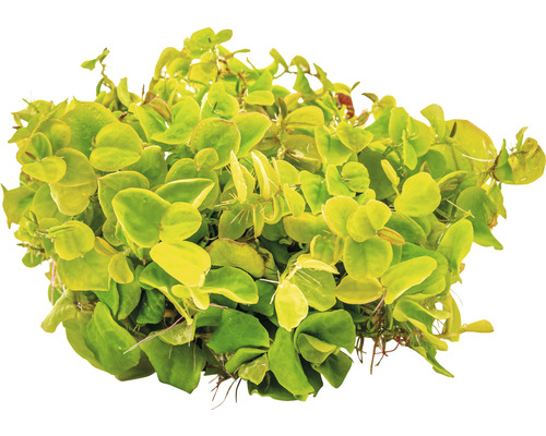 Aquariumplant met ronde bladeren