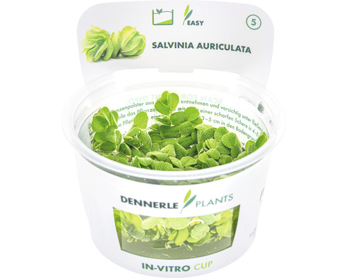 Salvinia auriculata waterplant in in-vitro beker