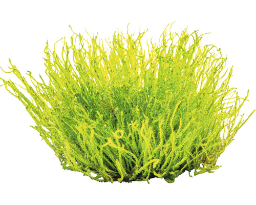 Mosbos voor decoratie