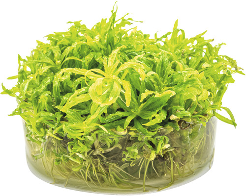 Waterplant in glazen container