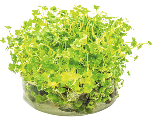 Waterplant in container