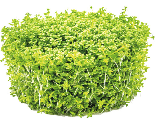 Bundel dwerg naaldgrasplant voor een aquarium