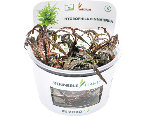 DENNERLE Waterplant Waterlelie - Hygrophila In-Vitro