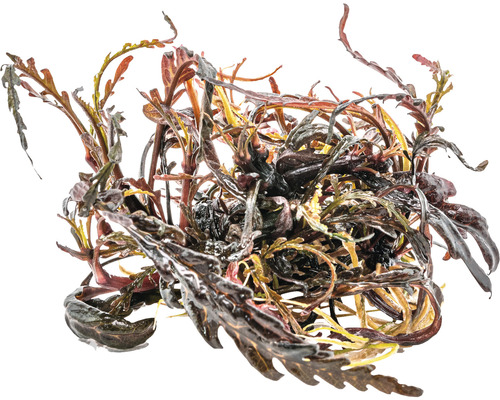 Waterplant met golvende bladeren voor aquaria