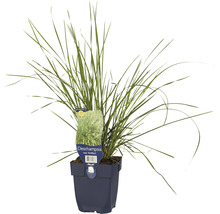 FLORASELF Ruwe smele Deschampsia cespitosa 'Tardiflora' Ø 11 cm