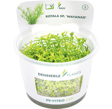Dennerle Plants Rotala sp. Wayanad waterplant in in-vitro beker