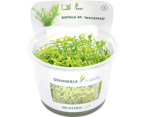 DENNERLE Waterplant Rotala Wayanad - in-vitro