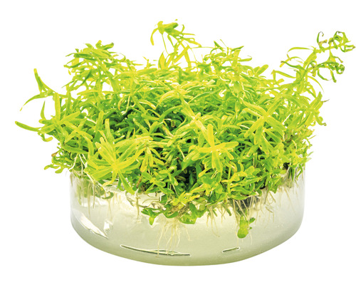 Waterpest in plantenmand voor aquaria