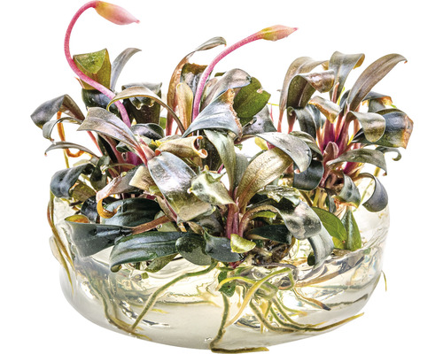 Waterplant Bucephalandra in glazen schaal