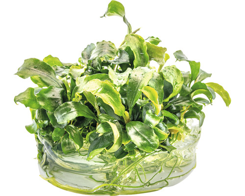 Aquariumplant met groene bladeren in water