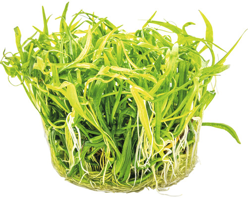 Aquariumplant in pot