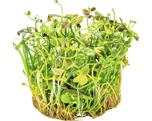 Aquariumplant in pot met groene bladeren en wortels.