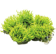 DENNERLE Waterplant Koraalmos - Riccardia Chamedryfolia-thumb-1