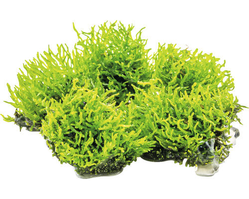 Kunstmatige aquariumplant met verankering