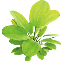 Aquariumplant met brede, groene bladeren