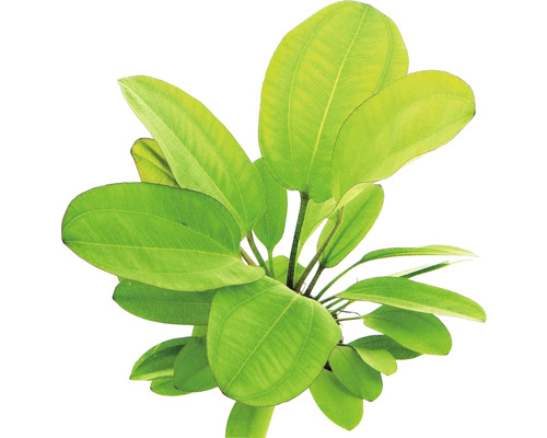 Aquariumplant met brede, groene bladeren