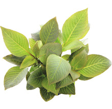Hortensia plant met groene bladeren