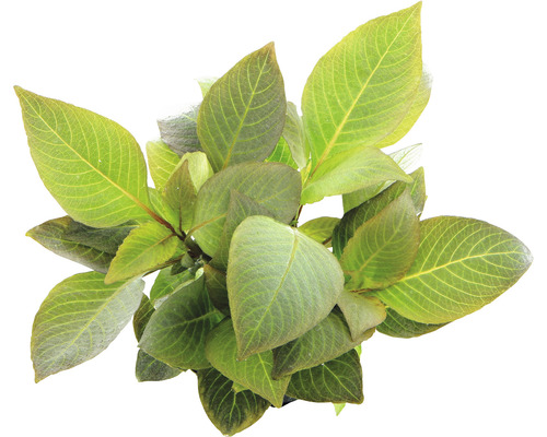 Hortensia plant met groene bladeren