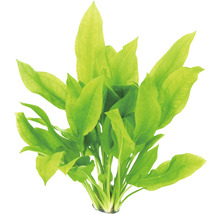 Aquariumplant met lange, puntige bladeren