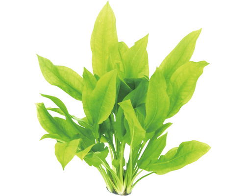 Aquariumplant met lange, puntige bladeren