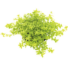 Topaanzicht van een Bacopa monnieri plant