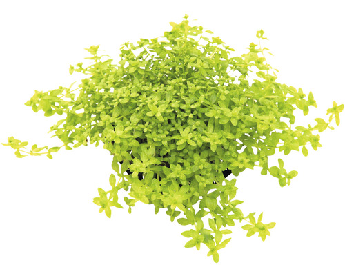 Topaanzicht van een Bacopa monnieri plant