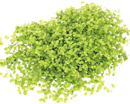 Dwergnaaldkruid, een aquariumplant