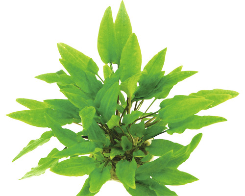 Aquariumplant met groene bladeren.