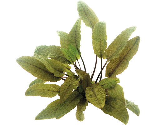 Java varen voor aquaria